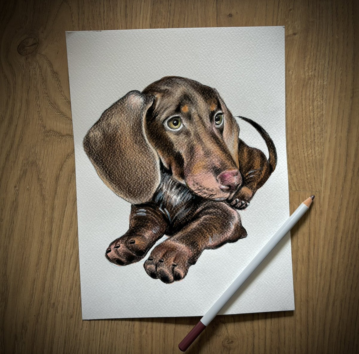 catomaro's tweet image. I amb aquests ulls tan macos que té el nou membre de la família, no m’he pogut estar de dibuixar-lo. 🐾
#aprenemadibuixar #retrat #llapisdecolor