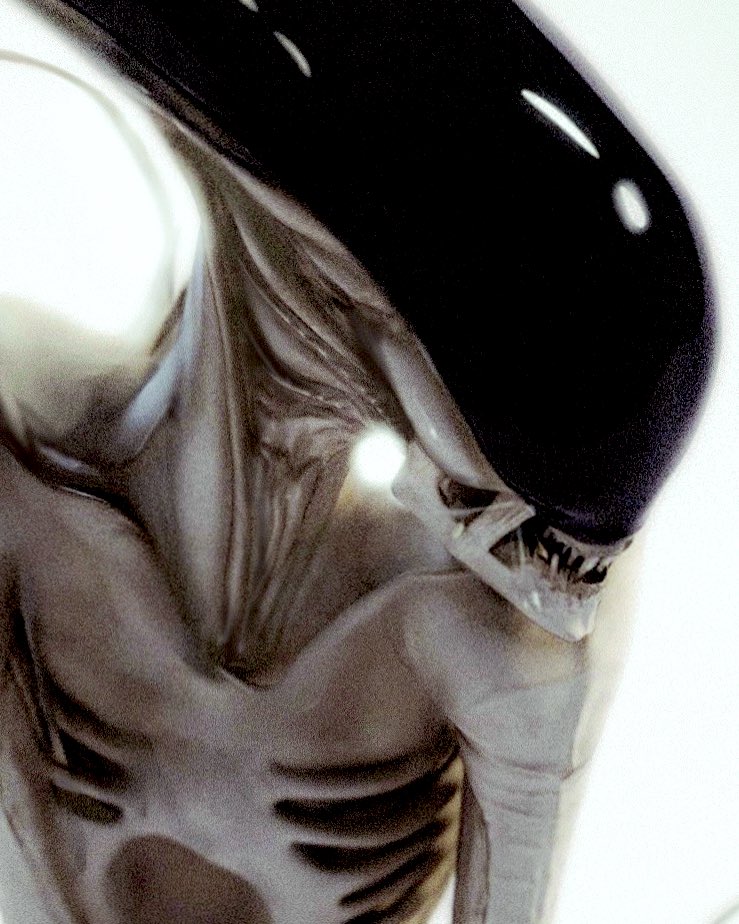 DominicHailsto1's tweet photo. More Alien Notromulus. https://t.co/1AFRlyh7TQ