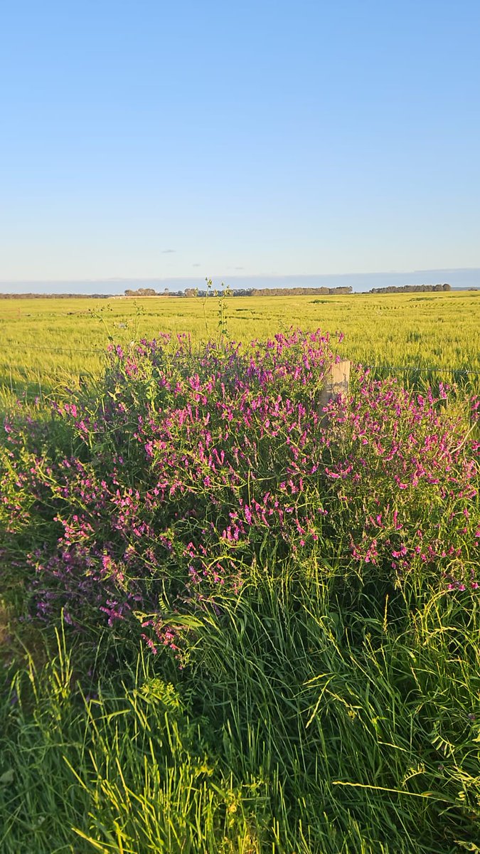 Tom Carmody tweet media