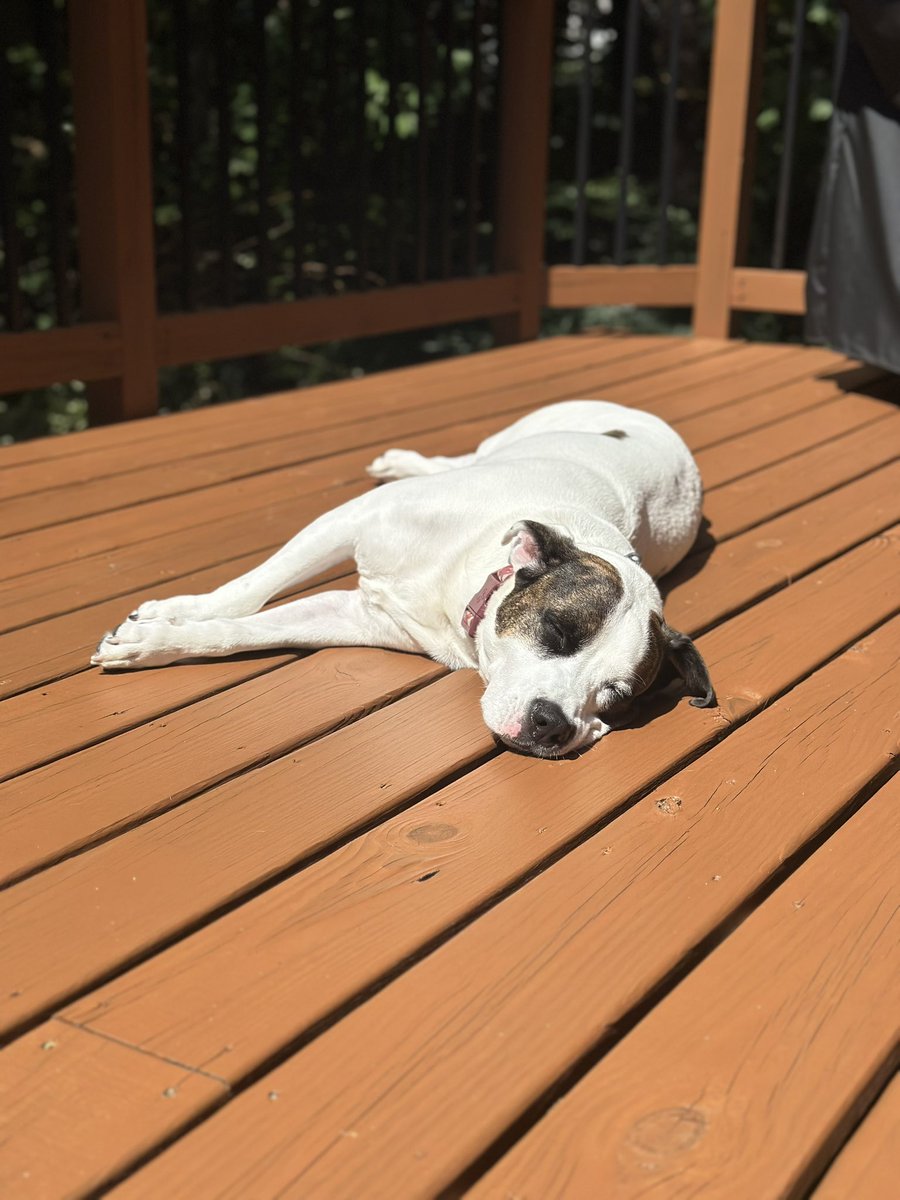 I am a solar dog, I require time in da sun to recharge 🪫🪫🪫🔋