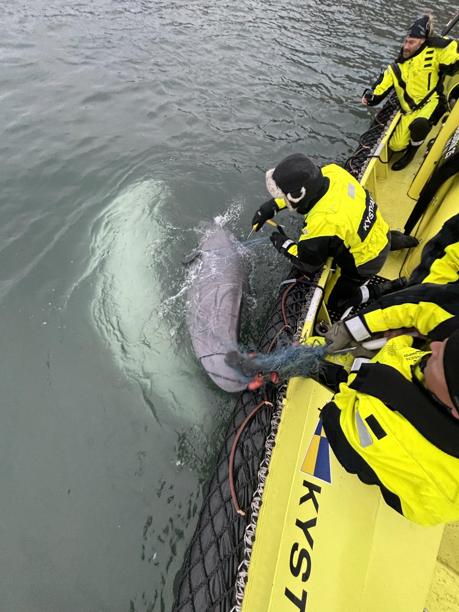KV Bjørnøya ble anmodet av Sysselmesteren på Svalbard om å frigjøre en hvithval kalv som hadde satt seg fast i et garn. Foreldrene var rundt hele tiden og løftet kalven så den fikk puste mens vi fjernet garnet. Det så ut som det hele gikk bra og den lille familien svømte videre.