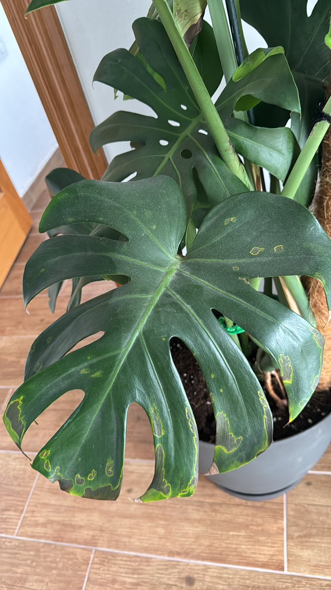 J Λ K Σ Σ M Λ K Σ Я tweet media