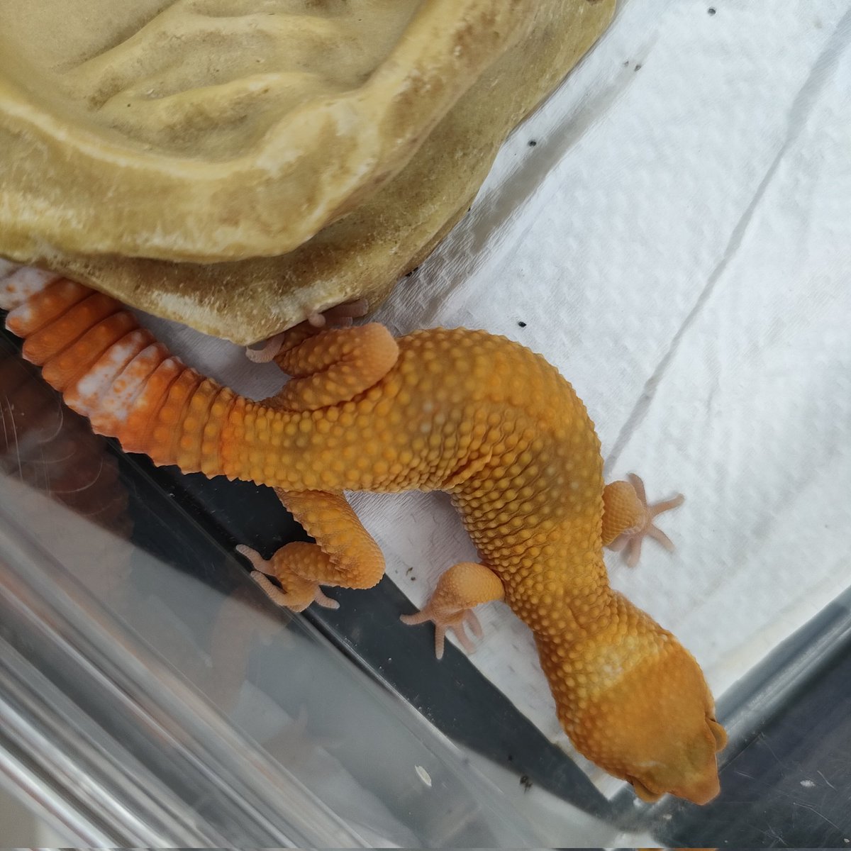 アミーゴ高岡蓮花寺店 on X