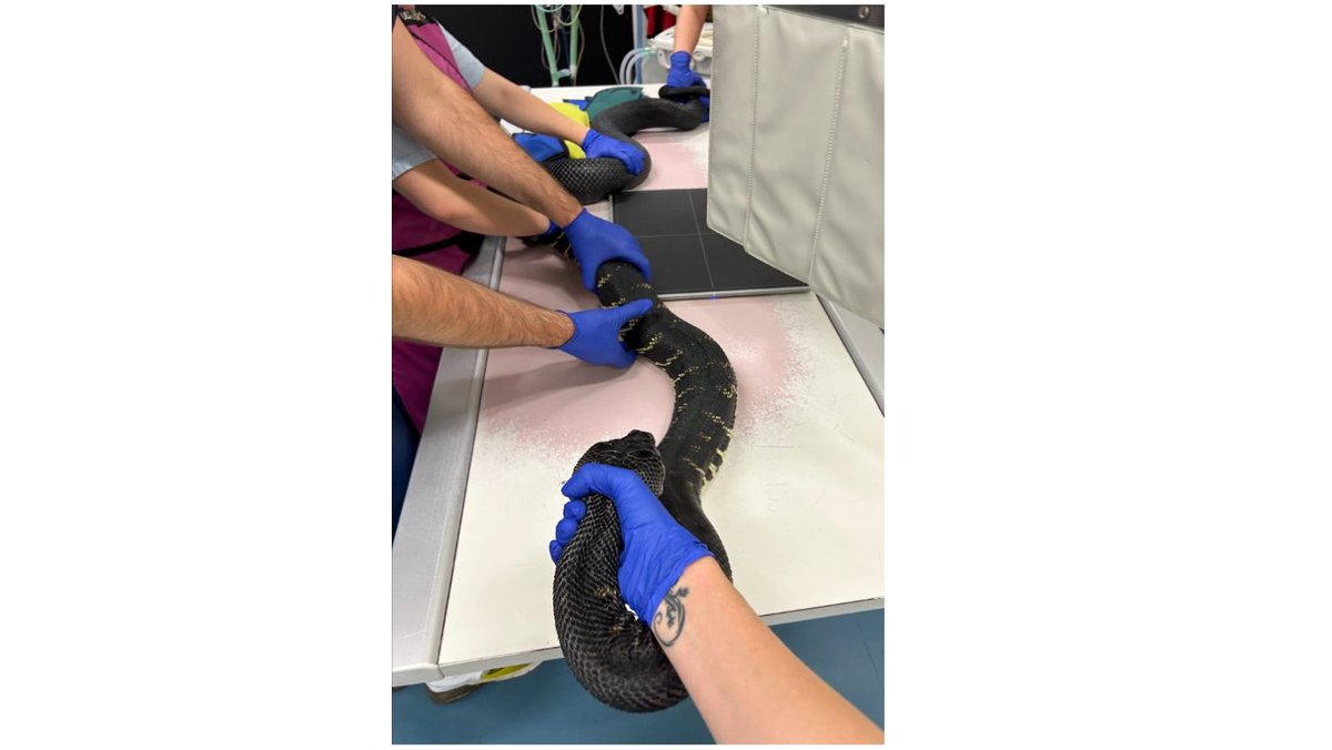 Clinic for Zoo Animals, Exotic Pets and Wildlife tweet media