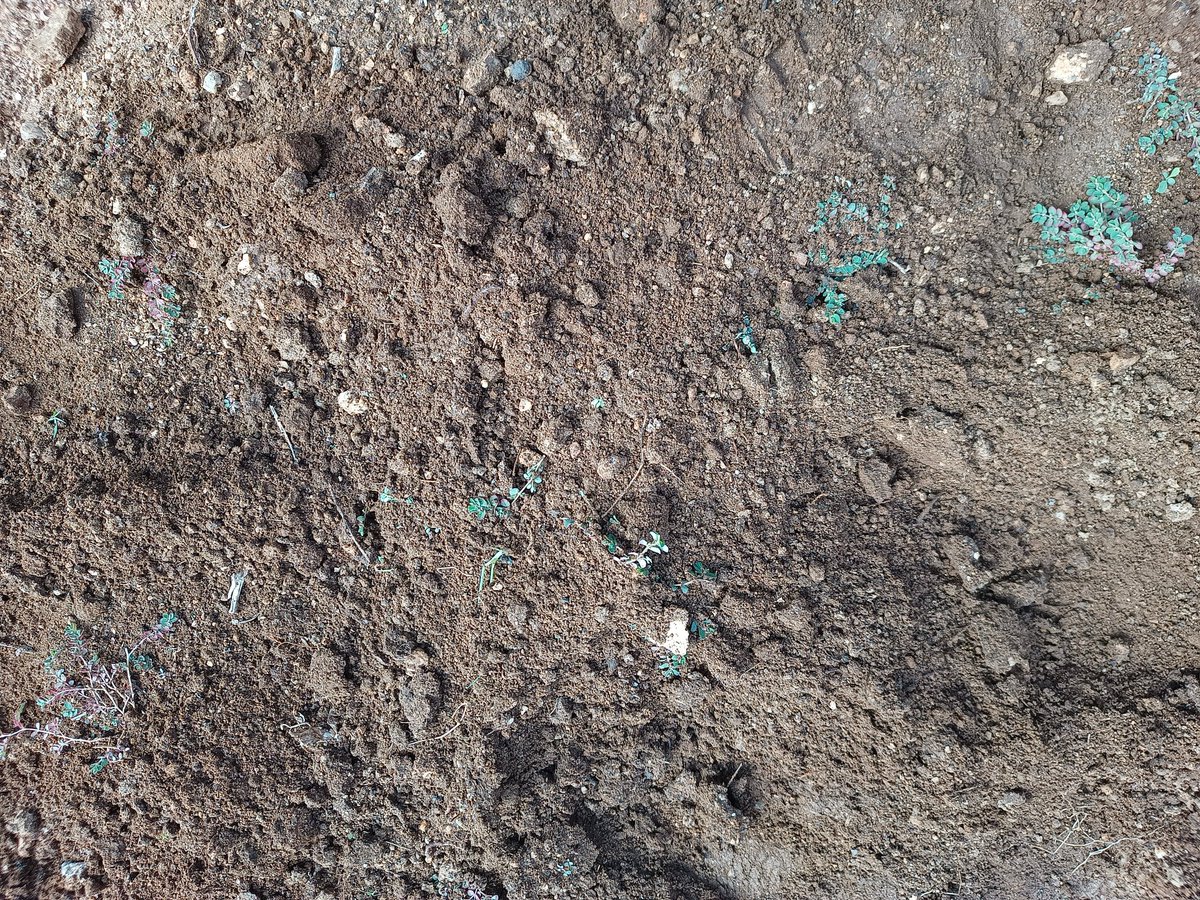 ¿Cómo compostaban nuestros abuelos? 
Hoy al cocinar generé residuos vegetales que guardé en una bolsa, salí a #ElHuertoDeSara , hice un agujero y los deposité dentro. Una vez depositados los enterré
Al descomponerse, las lombrices y milpiés se alimentarán de estos restos