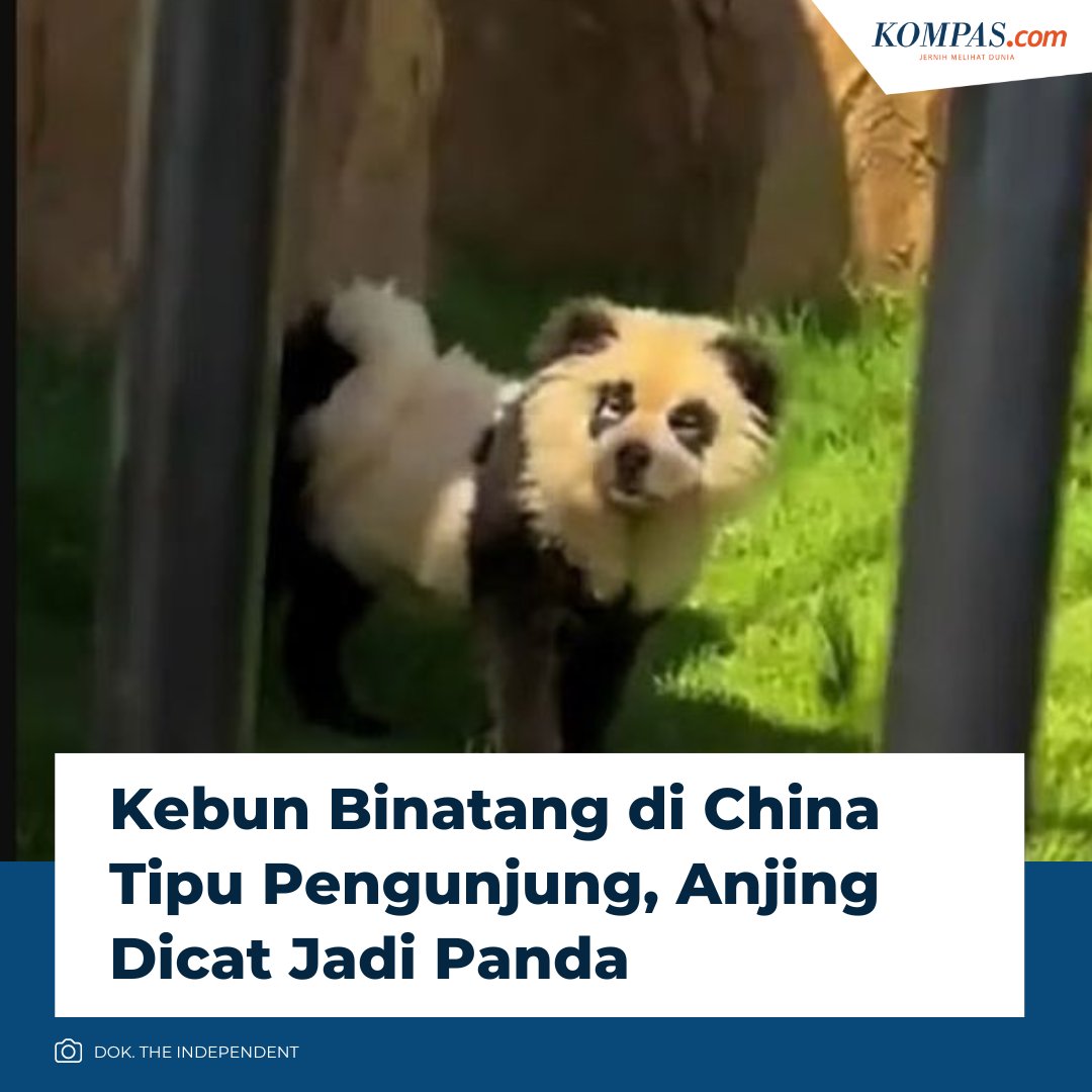 Kebun Binatang Shanwei di China mengakui bahwa panda-panda yang dipamerkan ternyata adalah anjing yang dicat sehingga mirip panda.

Pengunjung menyadari bahwa mereka ditipu karena panda di kebun binatang itu mulai terengah-engah dan menggonggong. 

kompas.com/global/read/20…

/