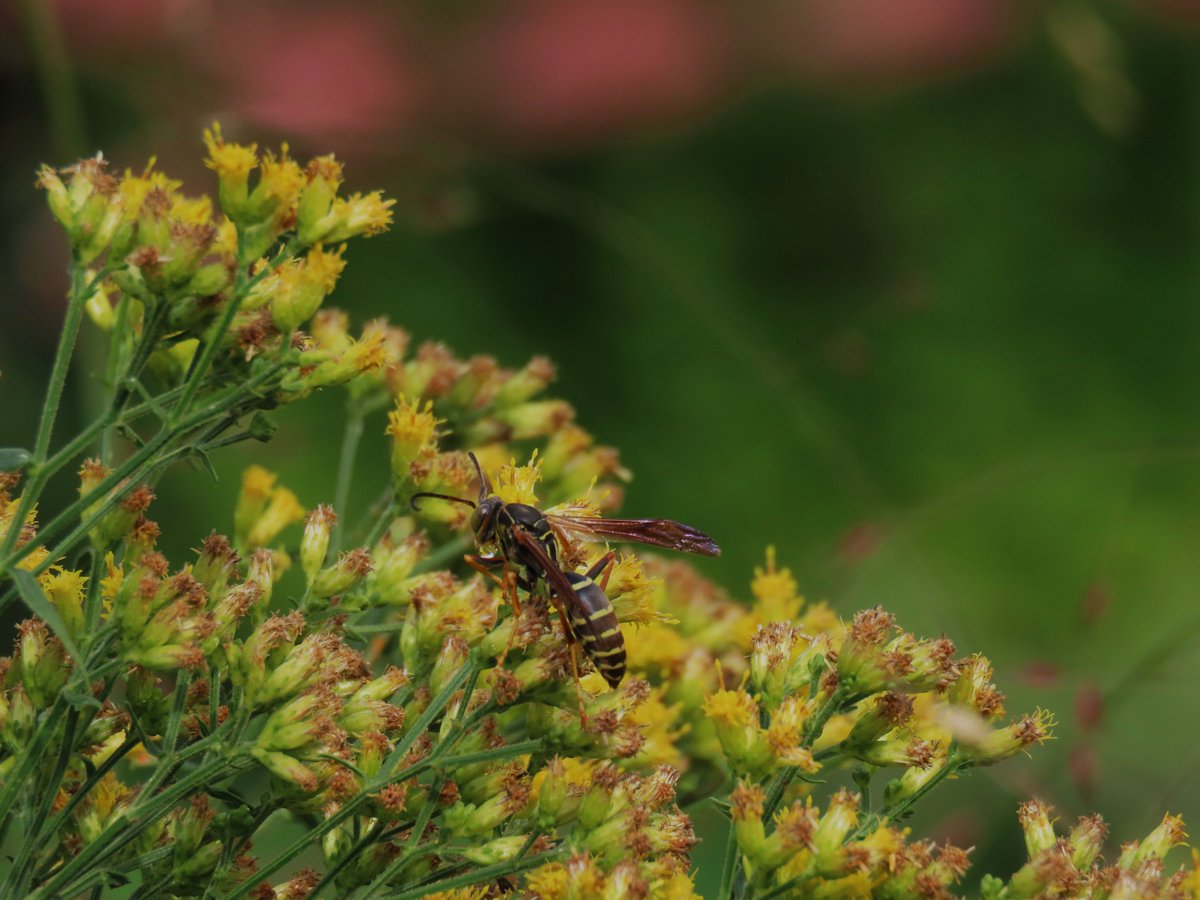 1AcreOfNorfolkNature tweet media