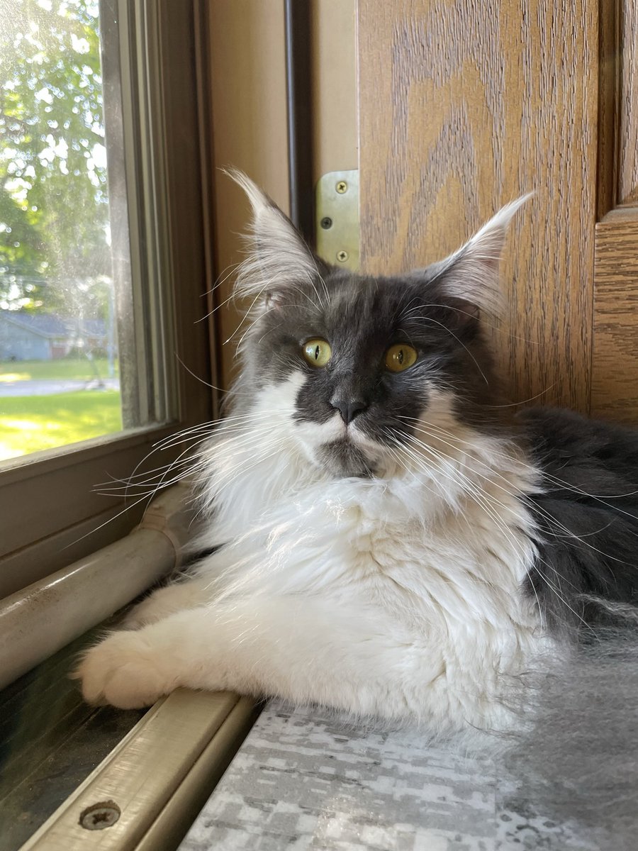 GeekinaJeep's tweet photo. @lllliatttt Cassiopeia had an upset tummy a few weeks ago. After a very undignified bath and a trip to the vet later, she was diagnosed with… a $310 case of anxiety. https://t.co/aNfbSZXg7k