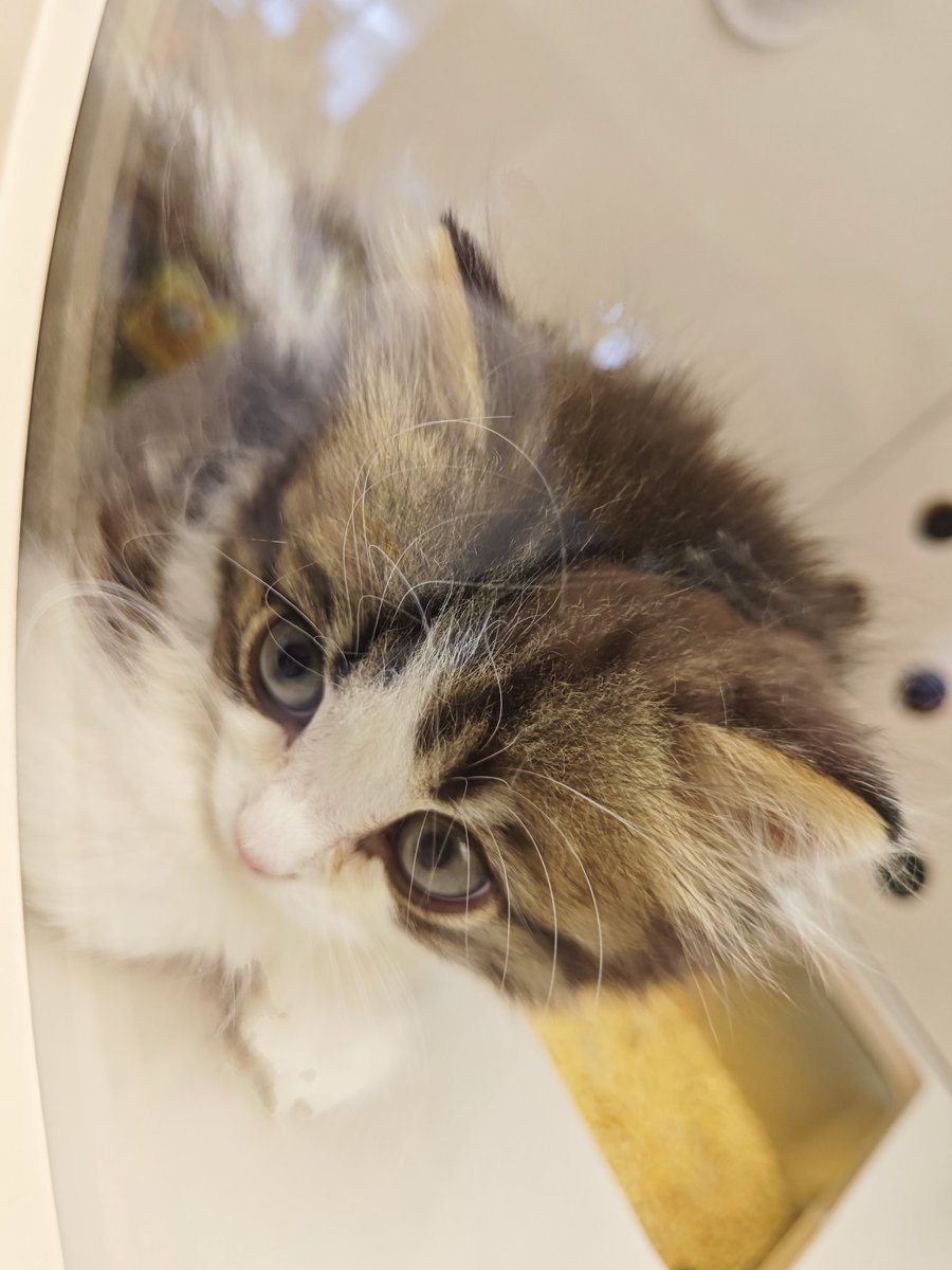 OriSoul's tweet photo. 家门口的领养店！猫猫—— https://t.co/sCBJ7y46O9
