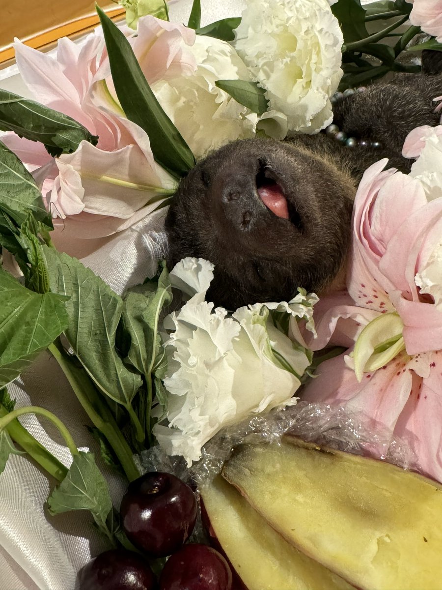 fu22iposs's tweet photo. 8月16日ニカが出産しましたが、発見した時には赤ちゃんは呼吸をしていない状態でした。蘇生を試みましたがそのまま亡くなってしまいました。とても悲しく心が追いつかず報告が遅くなってしまいましたが今は小さなお骨となって眠っています。
また戻ってきてくれるかな。。 https://t.co/3e4lX4eGA7