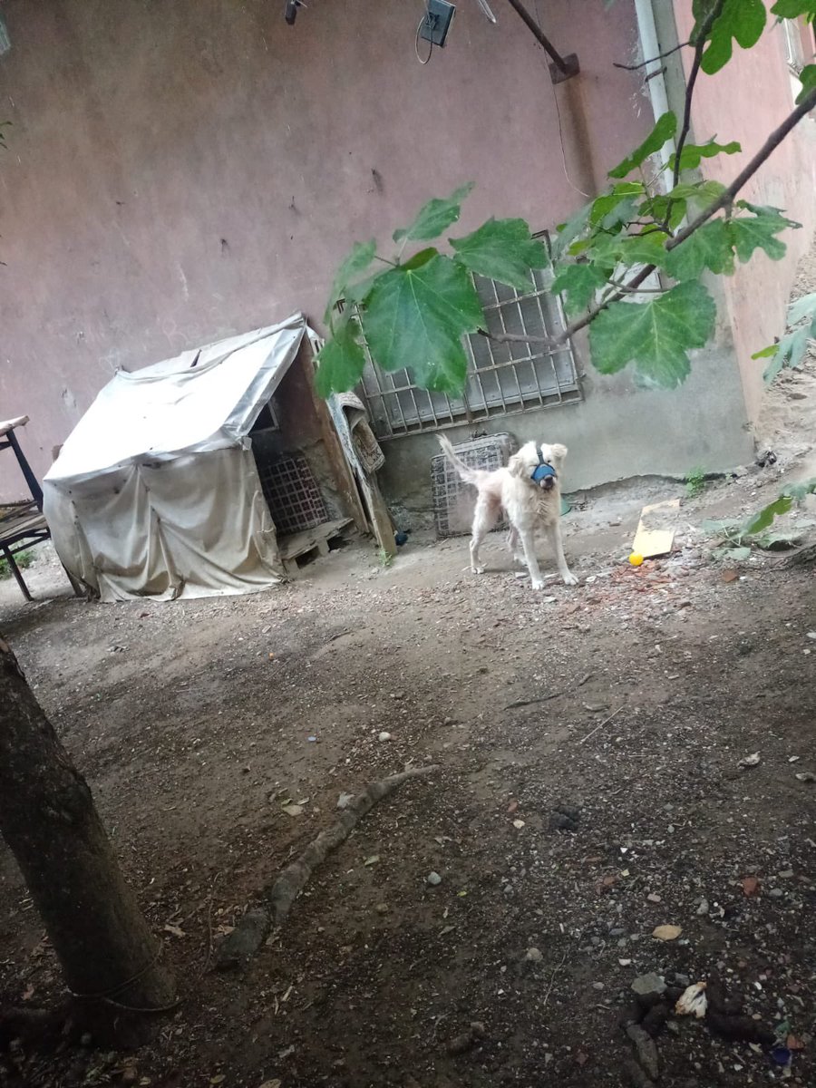 Ağızlıkla yaşıyor. Sahibi mama, su vermiyor. Yürüyüşe çıkarmıyor. Havlamasın diye elektrikli tasma takmış, geceleri üstüne kovayla su atıyor. Hayvan stresten egzama olmuş. El birliğiyle kurtaralım.

Yer: Bağlarbaşı/Gaziosmanpaşa