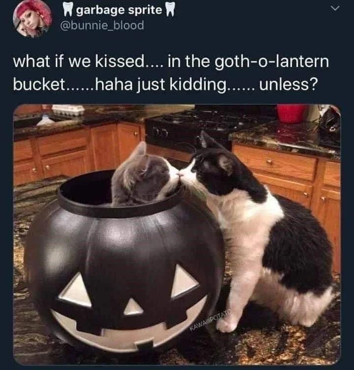 WholesomeMemes tweet media