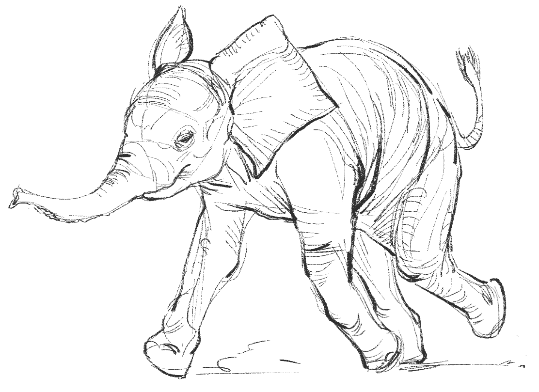 12catttt's tweet photo. Animal sketch https://t.co/kI5tZcUEkz