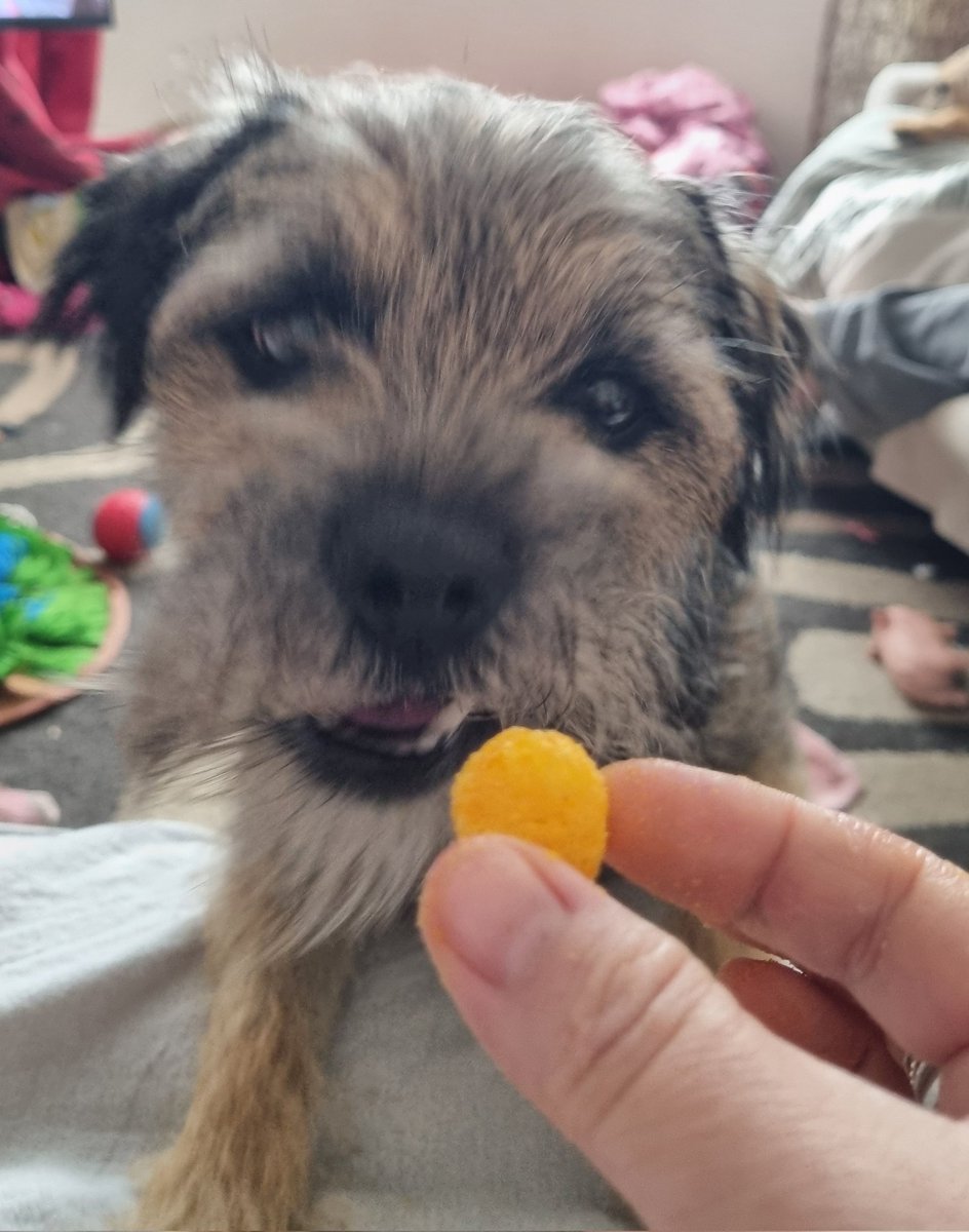 Nipper_BT's tweet image. A happy storee. #borderterrier #BTPosse #CheeseBalls