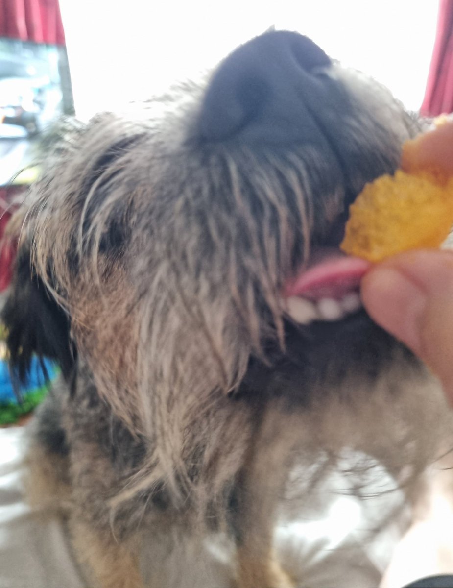 Nipper_BT's tweet image. A happy storee. #borderterrier #BTPosse #CheeseBalls