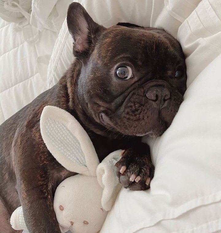 Frenchie bulldog tweet media
