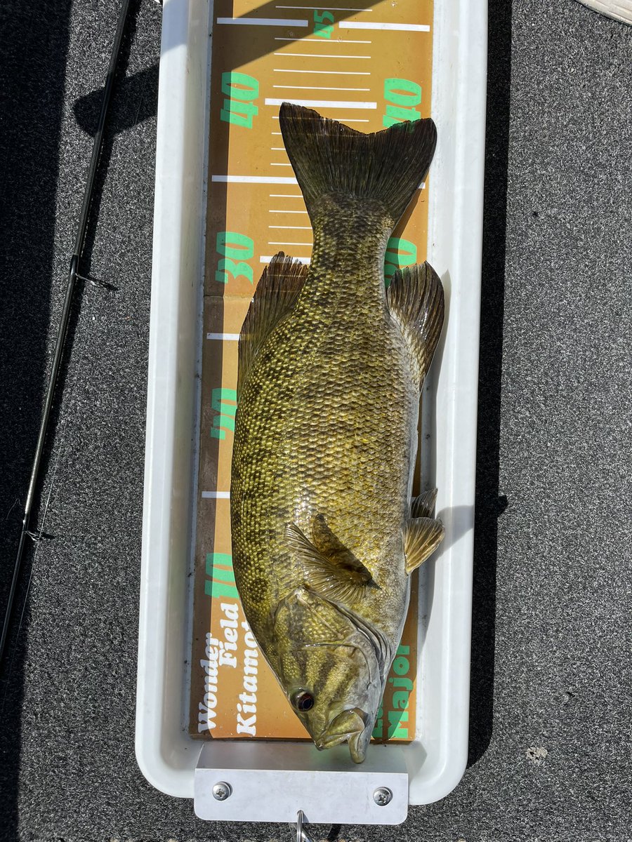 kyoGTR's tweet photo. 今年思う様にバス釣り行けず
今年のバス釣り終了です

5月から9月
野尻湖6回でした https://t.co/dWdOKN4NPI