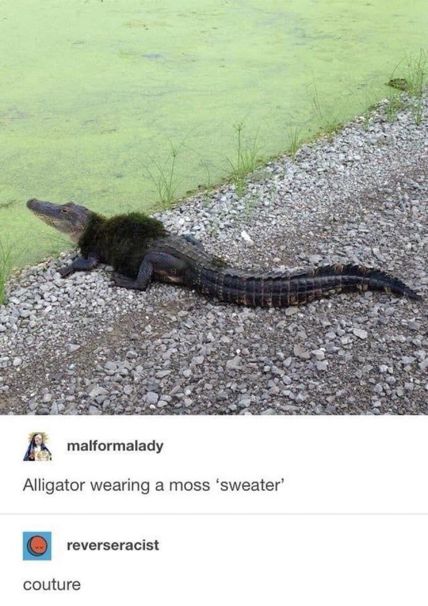 RespectfulMemes's tweet photo. https://t.co/8xgCYnC8Gr