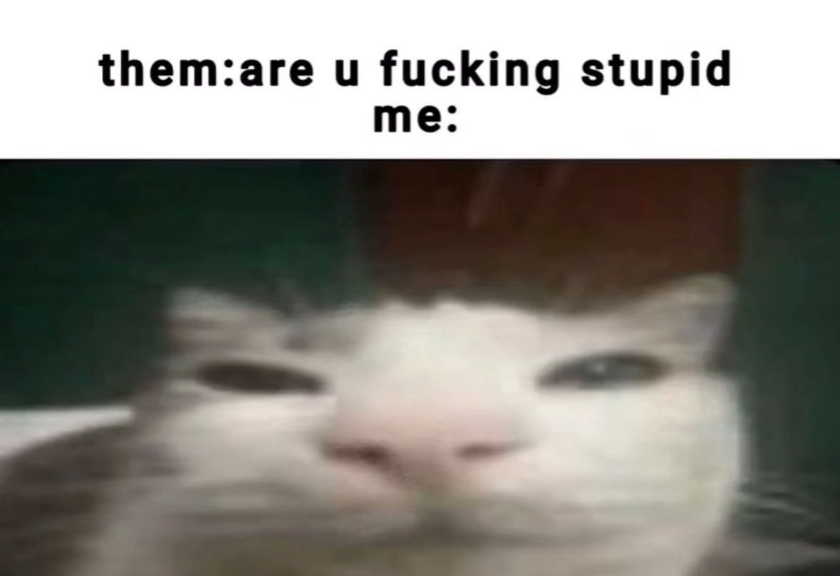 LiterallyMeCats (@literallymecats) on Twitter photo 