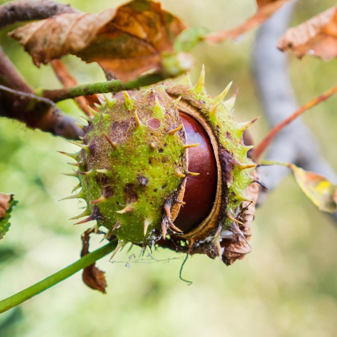 Spiky cases, gleaming seeds,  horse chestnuts, with their mahogany-bright conkers, are the very essence of autumn.
The conkers of the horse chestnut are collected by children everywhere for competitions.