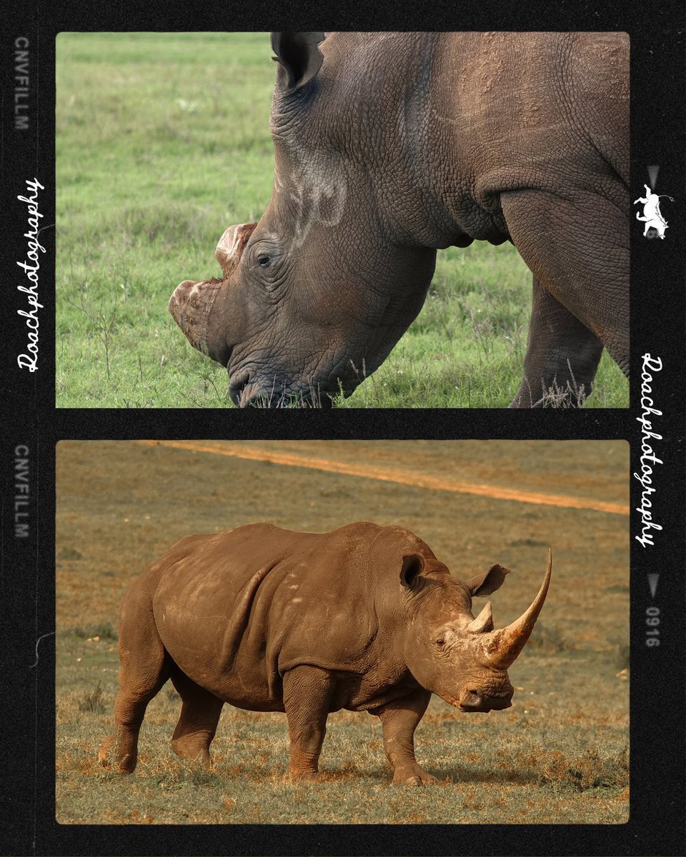 World Rhino Day 2024 #roachphotography #Cheetah #Wildcats #wildearth #Safari #wildlife #nature #Savannah #picoftheday #animals #wildanimals #Wanderlust #PHOTOS #blupebblestours #WorldRhinoDay #WorldRhinoDay2024