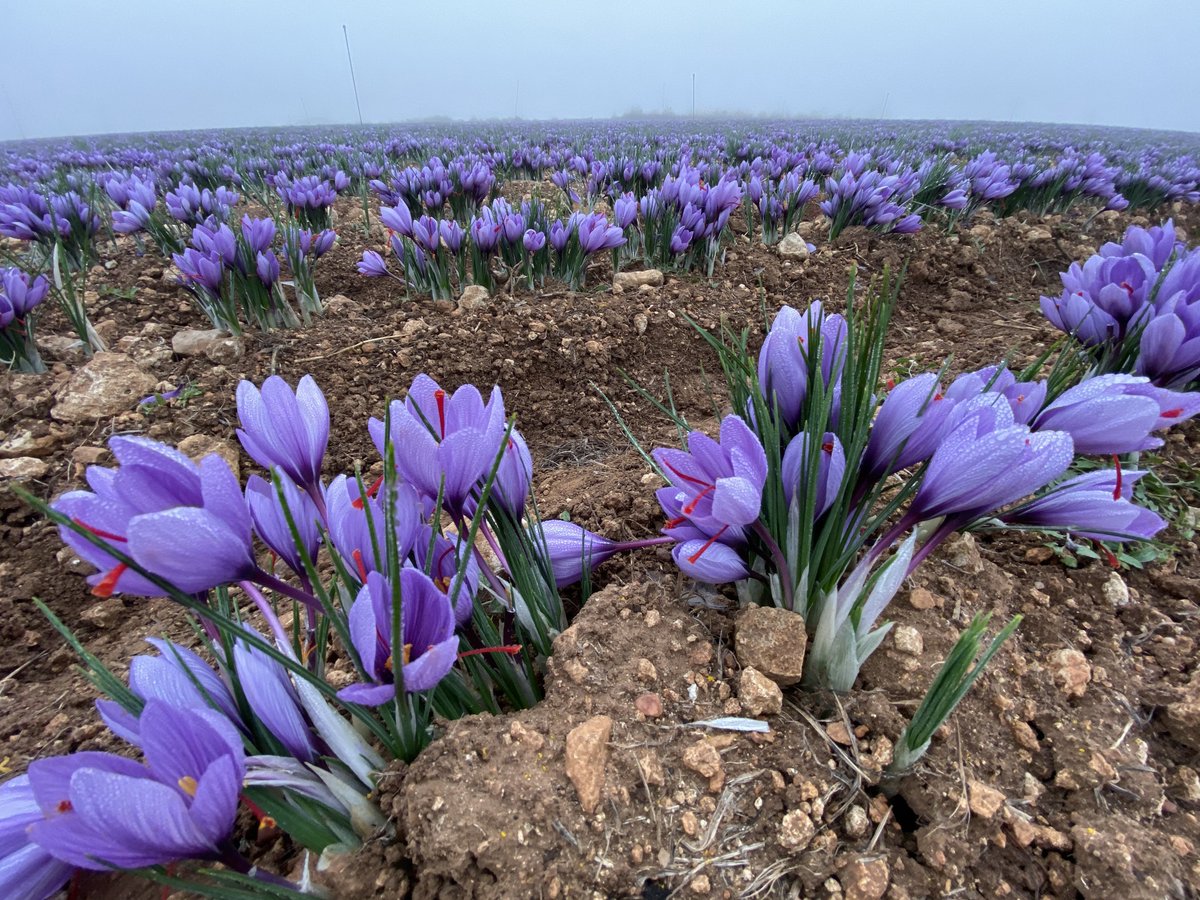 DOP Azafrán de La Mancha tweet media