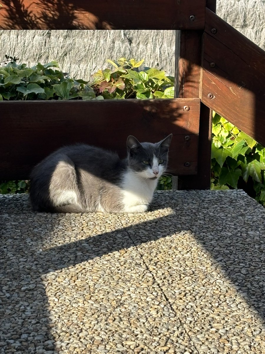 _astra54's tweet photo. Je cherche une solution pour des chatons, ils ont environ 3mois, secteur sable sur Sarthe. 
Identification obligatoire en France, vaccin conseillé: 3 injections avant les 6mois puis 1rappel par an; vermifuge fortement conseillé. Ma vétérinaire propose un tarif  de groupe! https://t.co/1Ms71wFNRk