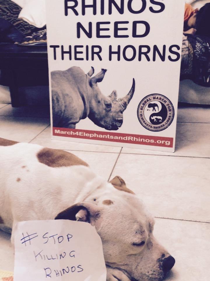 marianajfe's tweet photo. On #WorldRhinoDay we never forget!
#RhinosNeedTheirHorns
#Rhinos
#GMFER
@EleRhinoMarch https://t.co/Ag5ek675TV
