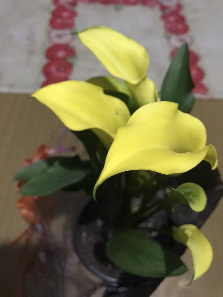 No voy a dejar de presumir mis flores amarillas, al hombre mas detallista lo tengo yo!❤️‍🩹🥺