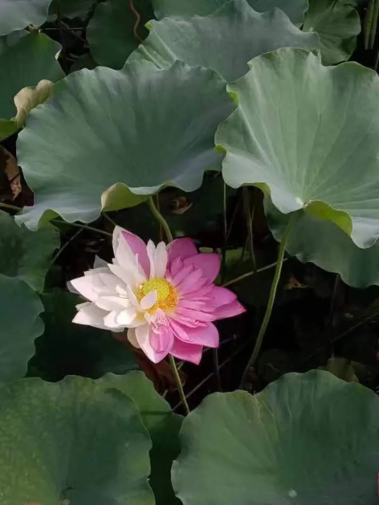 双色莲花，见者好运，点赞加倍，分享三倍。莲花来自福建福州一所大学，多福之地