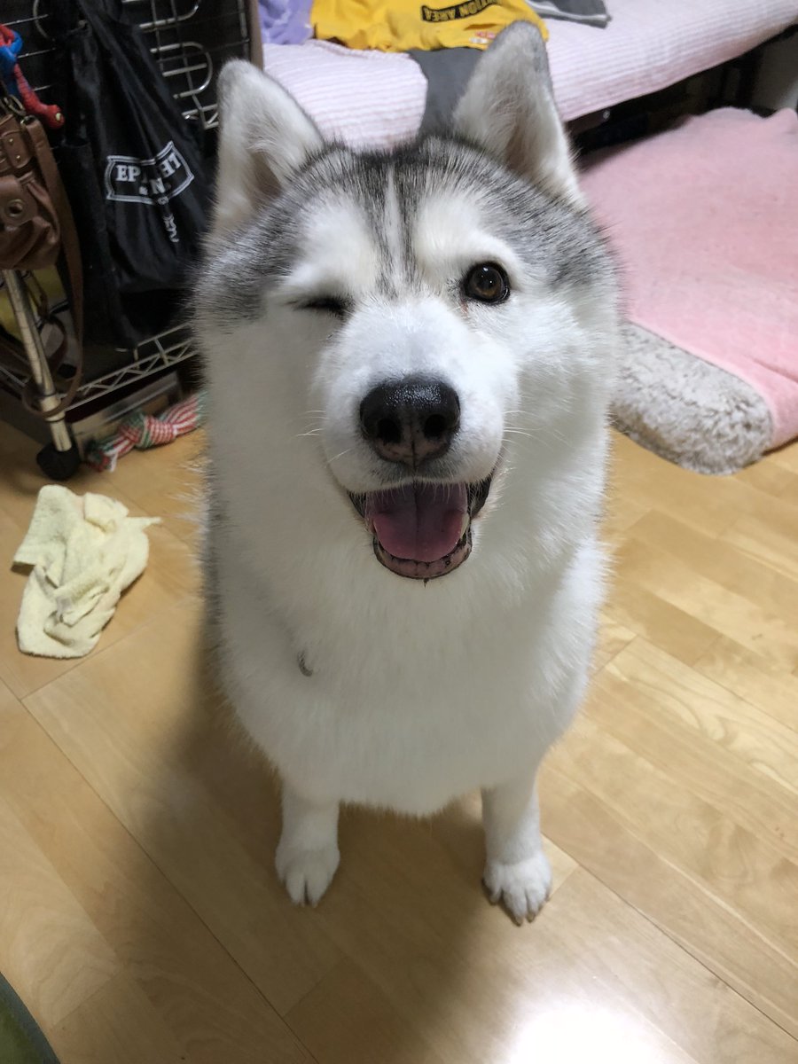 xxhama2's tweet photo. 【お知らせ】
本当に急ですが、私の可愛い愛娘おシルことシルビアが永眠しました。いっぱい愛でて下さってありがとうございました！
数値も安定しており今朝もご飯を完食しトイレも自力で行けてましたが急に容態が悪くなりそのまま亡くなりました。本当に急。何でや…シル…。介護させてくれや… https://t.co/IMqD3Dm7IC