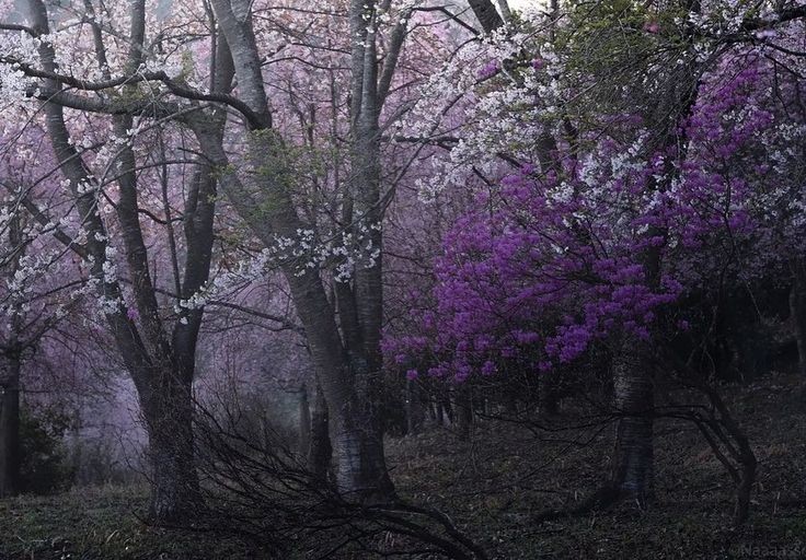 elemmiressoul's tweet photo. enchanted forest. https://t.co/3QcyTWMZde