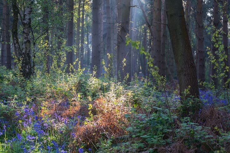 elemmiressoul's tweet photo. enchanted forest. https://t.co/3QcyTWMZde