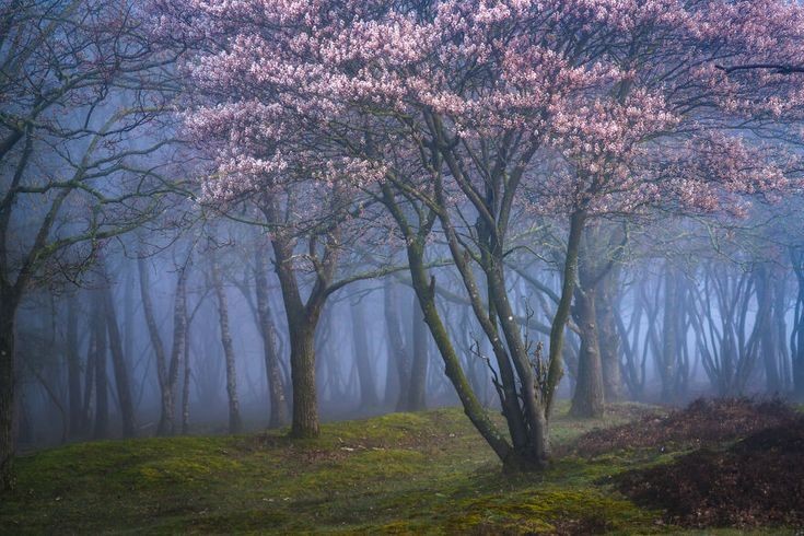 elemmiressoul's tweet photo. enchanted forest. https://t.co/3QcyTWMZde