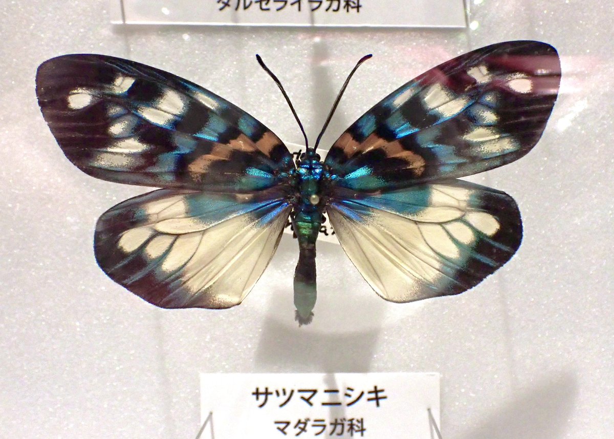 ピカソモス タナバタユカタヤガ 蝶標本 蛾標本 昆虫標本 外国産蝶標本 昆虫MANIACで見れて嬉しかった蛾の標本4選💖 タナバタユカタヤガ