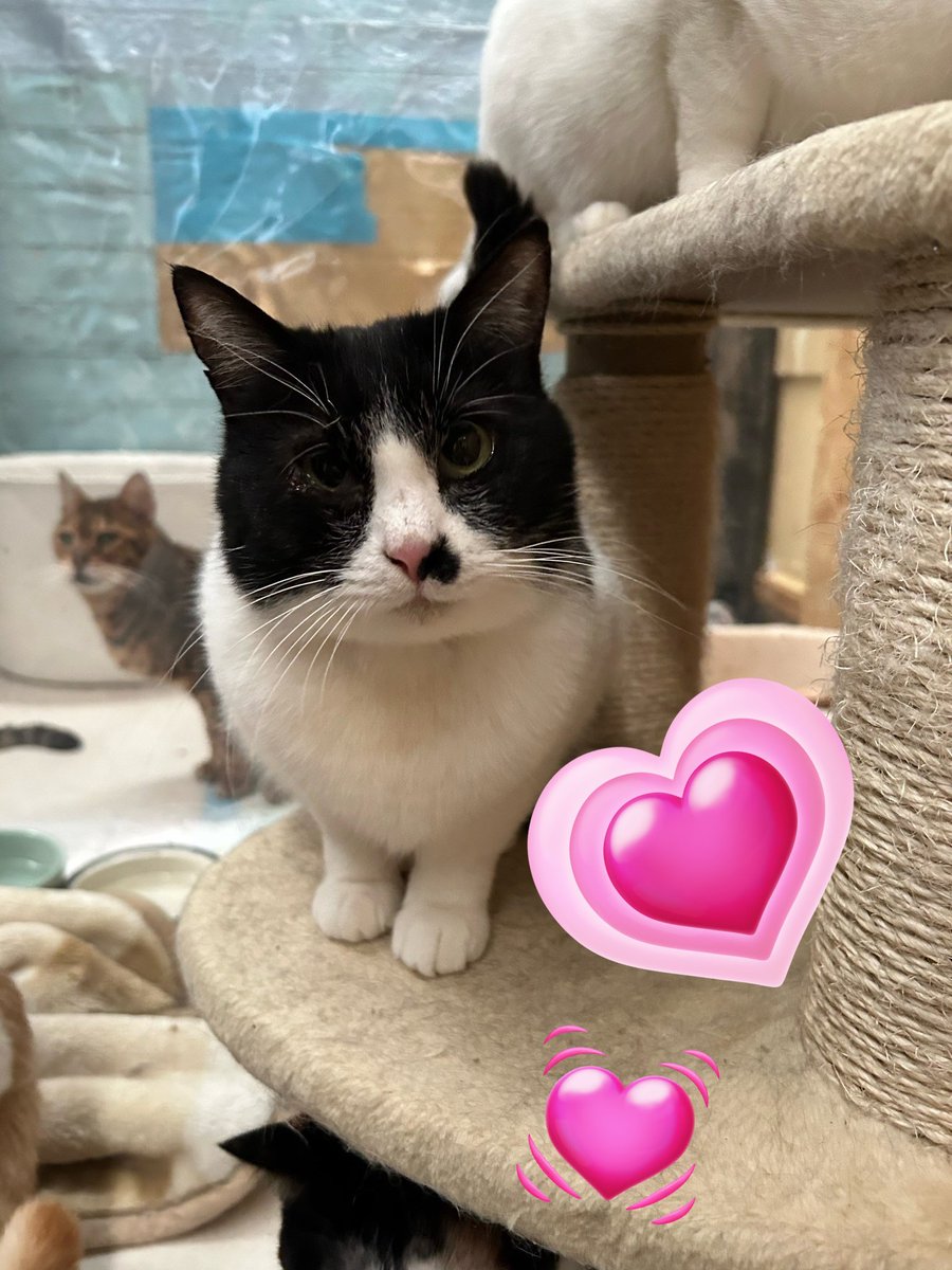 smaile_to's tweet photo. ゆっくりお休みなさいにゃん🐱
かいくん 男の子 推定3歳
ずっとのお家募集中です！
預かりボランティアさんも随時募集中です🏠
 #里親募集中 #預かりボランティア募集中

🐈猫達の里親様募集中　HPご覧ください
🐈‍⬛いいね、フォロー、シェア嬉しいです
😸ボランティア募集
😽インスタ、YouTube見てね https://t.co/qcmQvgrZDX