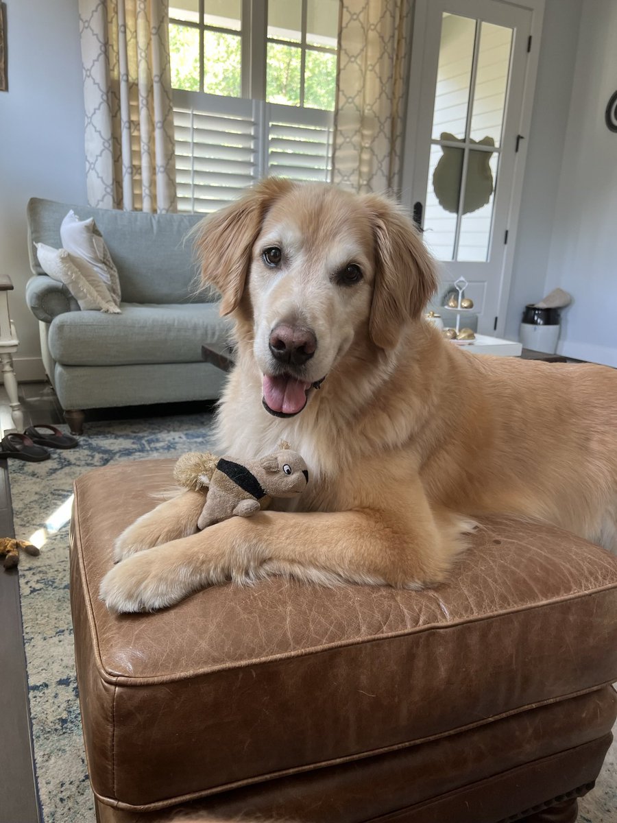 davidandlisap's tweet photo. @KirkHerbstreit He is so sweet. Reminds me of our 11 yr old golden Jack https://t.co/3O4j9RJRAk