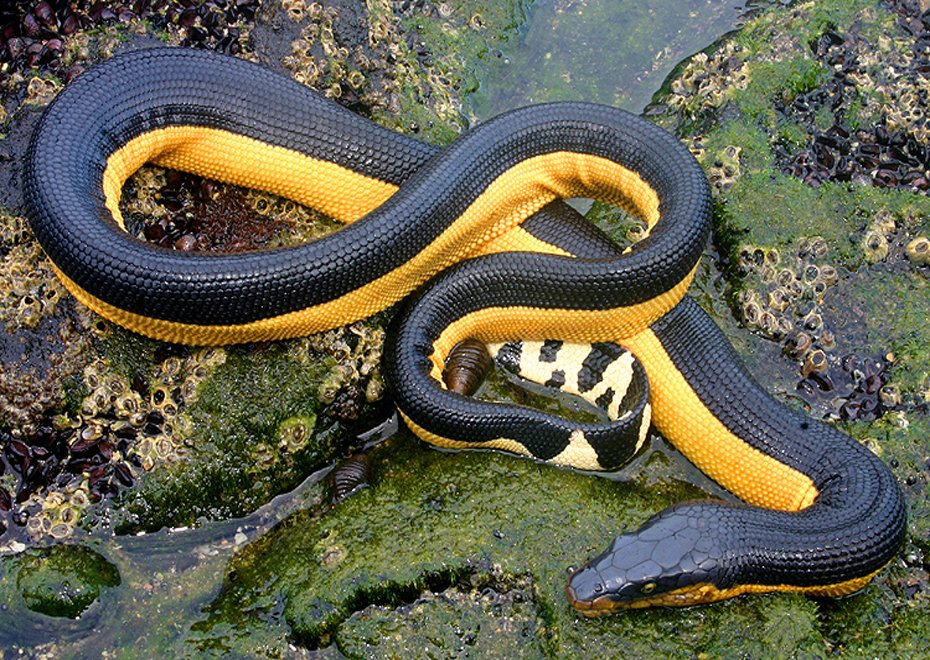 Today I learned there's a population of Pelagic Sea Snakes(Hydrophis platurus) in the Golfo Dulce on the Pacific side of Costa Rica that are almost entirely solid yellow which is pretty rad.
1st two photos should Golfo Dulce individuals and the second 2 show typical individuals.