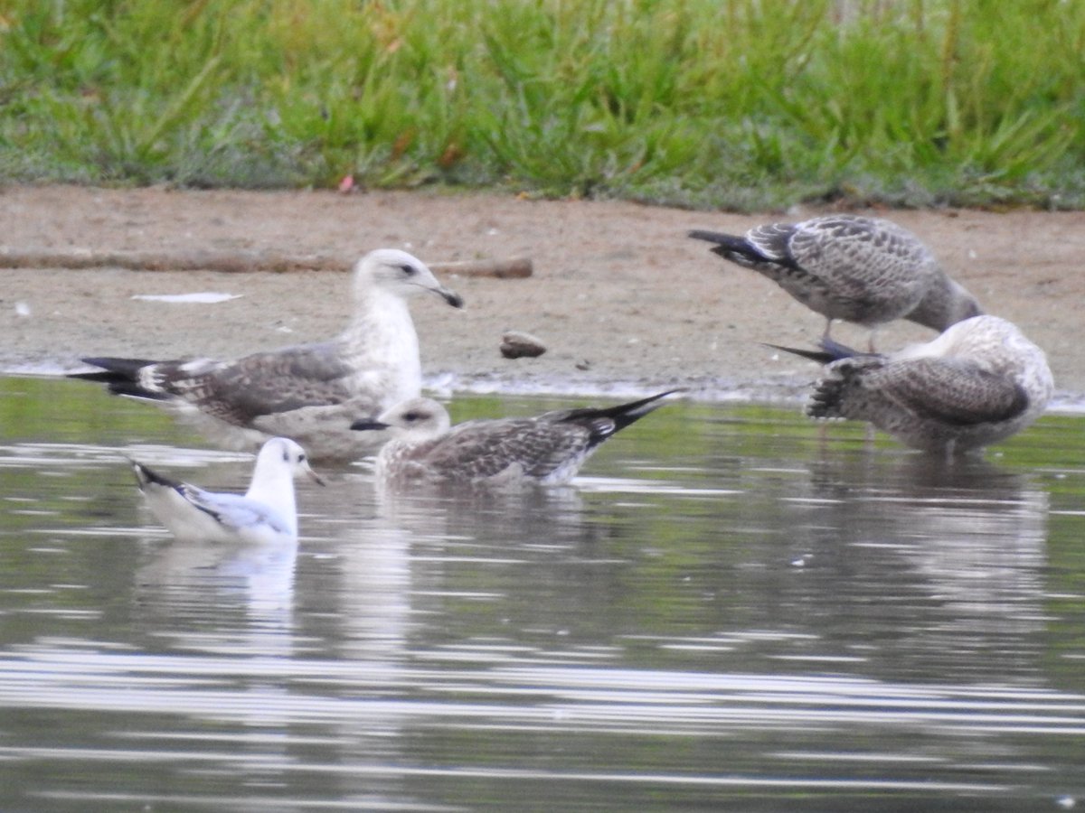 Adam Bassett tweet media