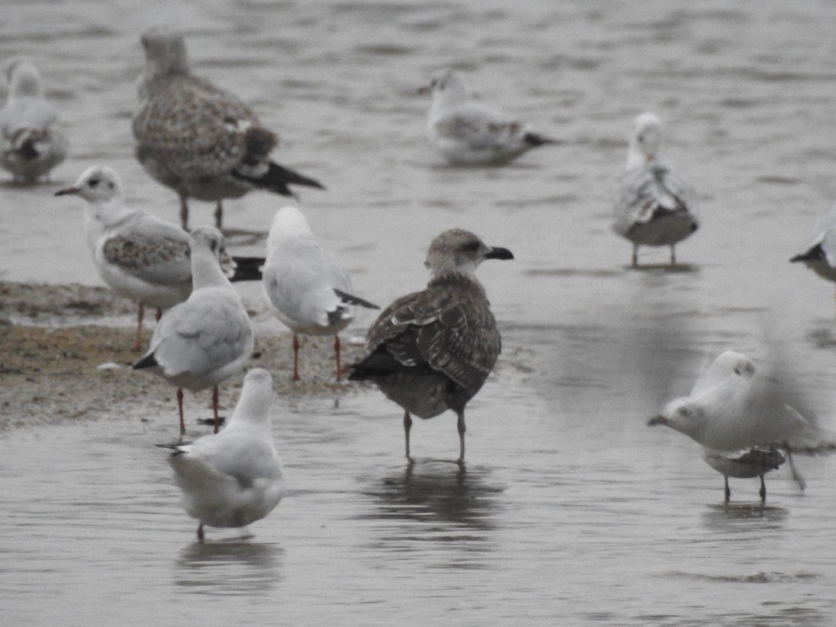 Adam Bassett tweet media