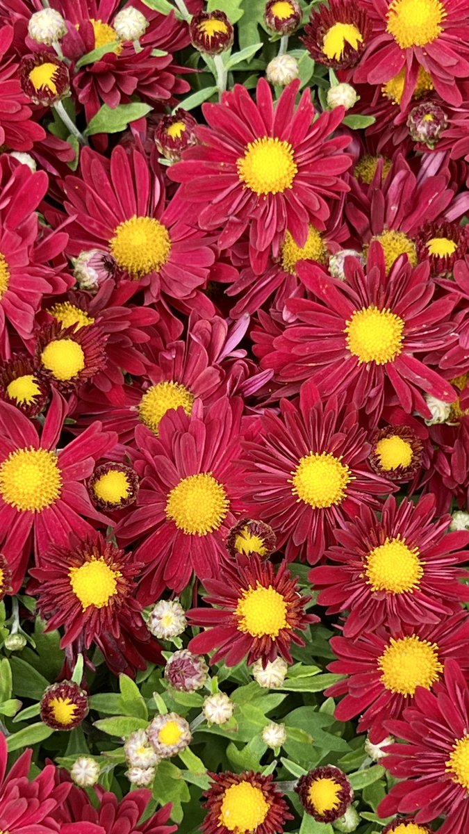jp7394's tweet photo. #Chrysanthemums
“symbolize friendship, happiness, and well-being. A bouquet of yellow chrysanthemums can express sorrow or neglected love - symbolize rebirth and long life, and are often given as gifts at baby showers and birthday celebrations.” https://t.co/fAMTEbK5G8