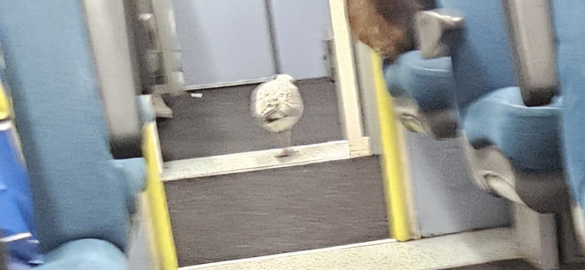 So <a href="/GWRHelp/">GWR</a> had squirrel issues in the Redhill area, meanwhile, under the radar (quite literally) <a href="/SouthernRailUK/">Southern</a> had a fare invader on the Marshlink from HGS-SLQ. No ticket, just flew off over the revenue guys heads. It just didn't care for protocol