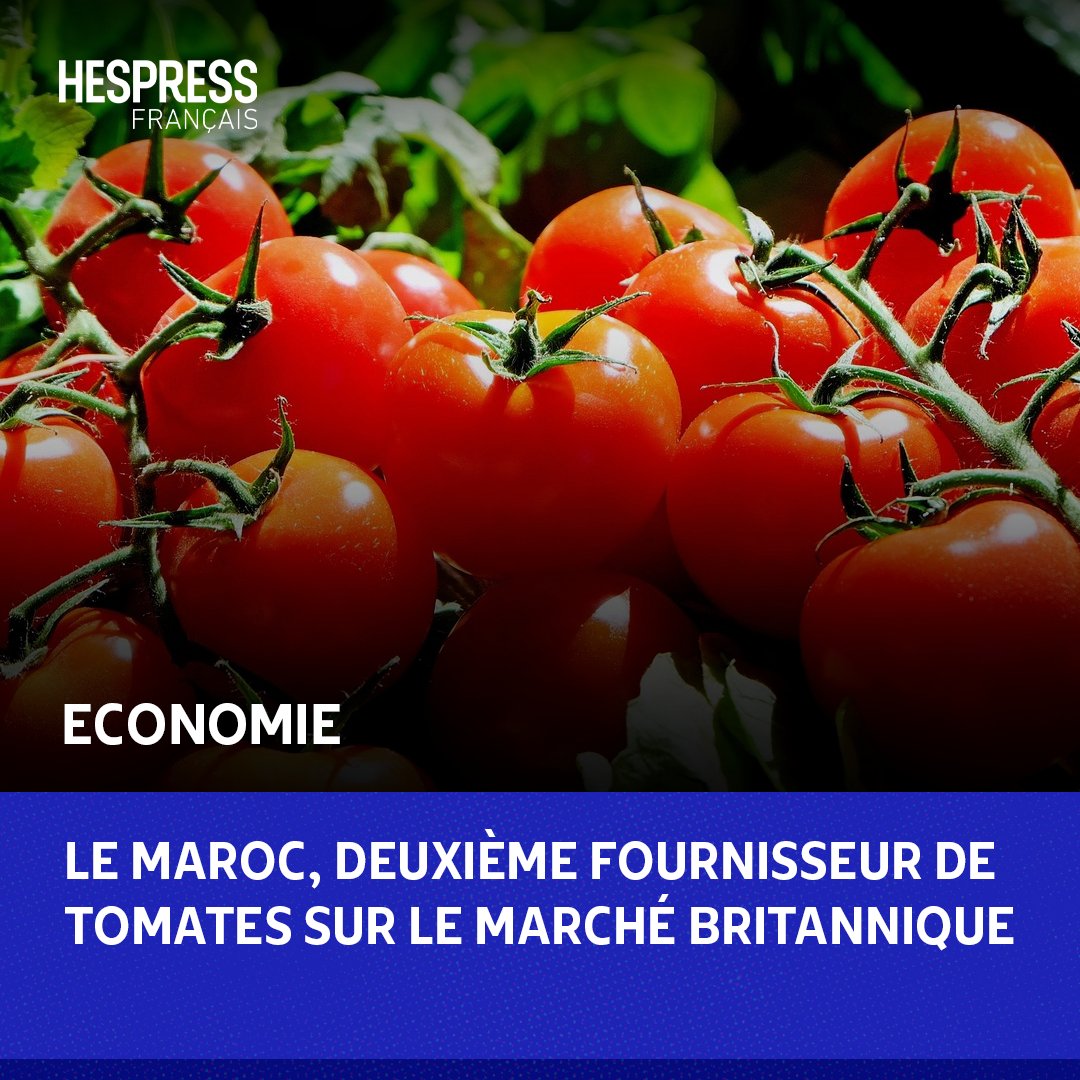 HespressFr's tweet image. Le #Maroc continue de consolider sa position de leader sur le marché britannique des #tomates, se classant en deuxième position derrière les Pays-Bas avec une part de marché importante de 34 %. Selon les données de HortoInfo, cette dynamique a permis au Royaume de doubler