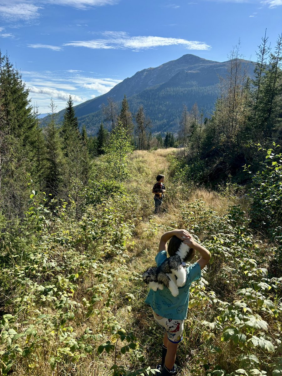 fjellshepherd's tweet photo. Some pictures from my day. Shepherding with the family and enjoying the amazing weather we are getting in Norway at the moment ☀️ 🇳🇴 https://t.co/QafAMcq5zV