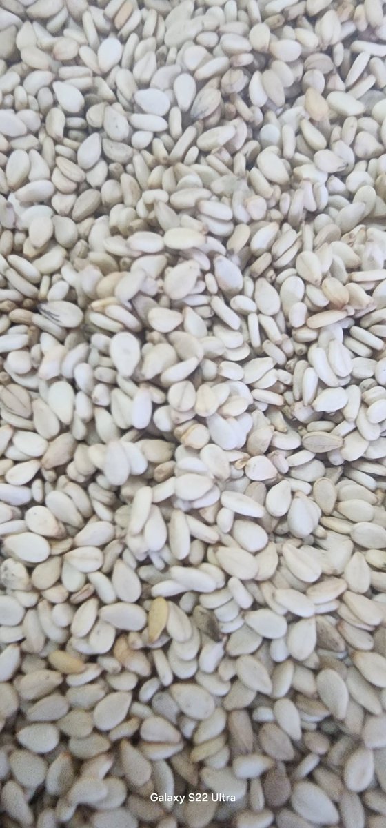 Ethiopian white sesame seeds