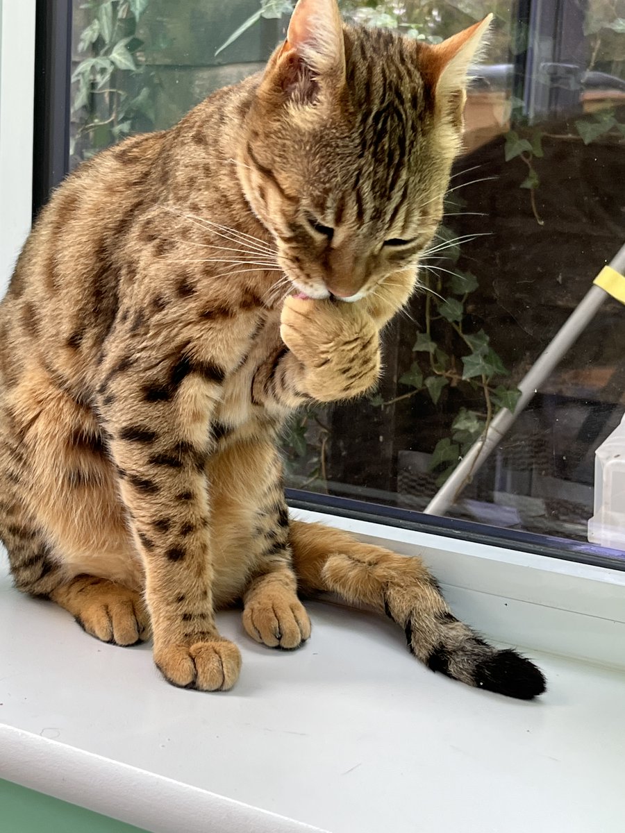 Shyama Perera tweet media