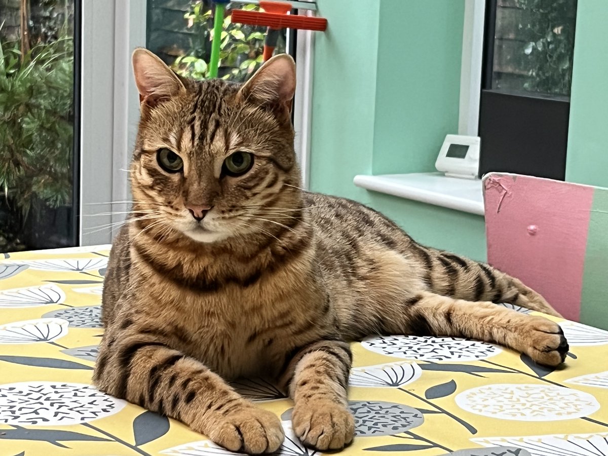 Beautiful, naughty, chatty, silly, Gerry. Felled by a second saddle thrombus... So lucky to have been able to rehome him, even if only for two years❤️