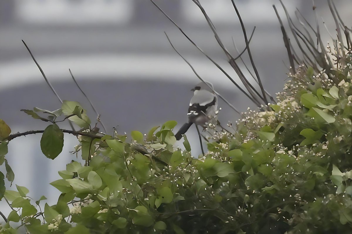 JStockil's tweet photo. Great Grey Shrike at Hartlepool Headland this evening. 

@teesbirds1 @SLArchive https://t.co/qHdRiv33gH
