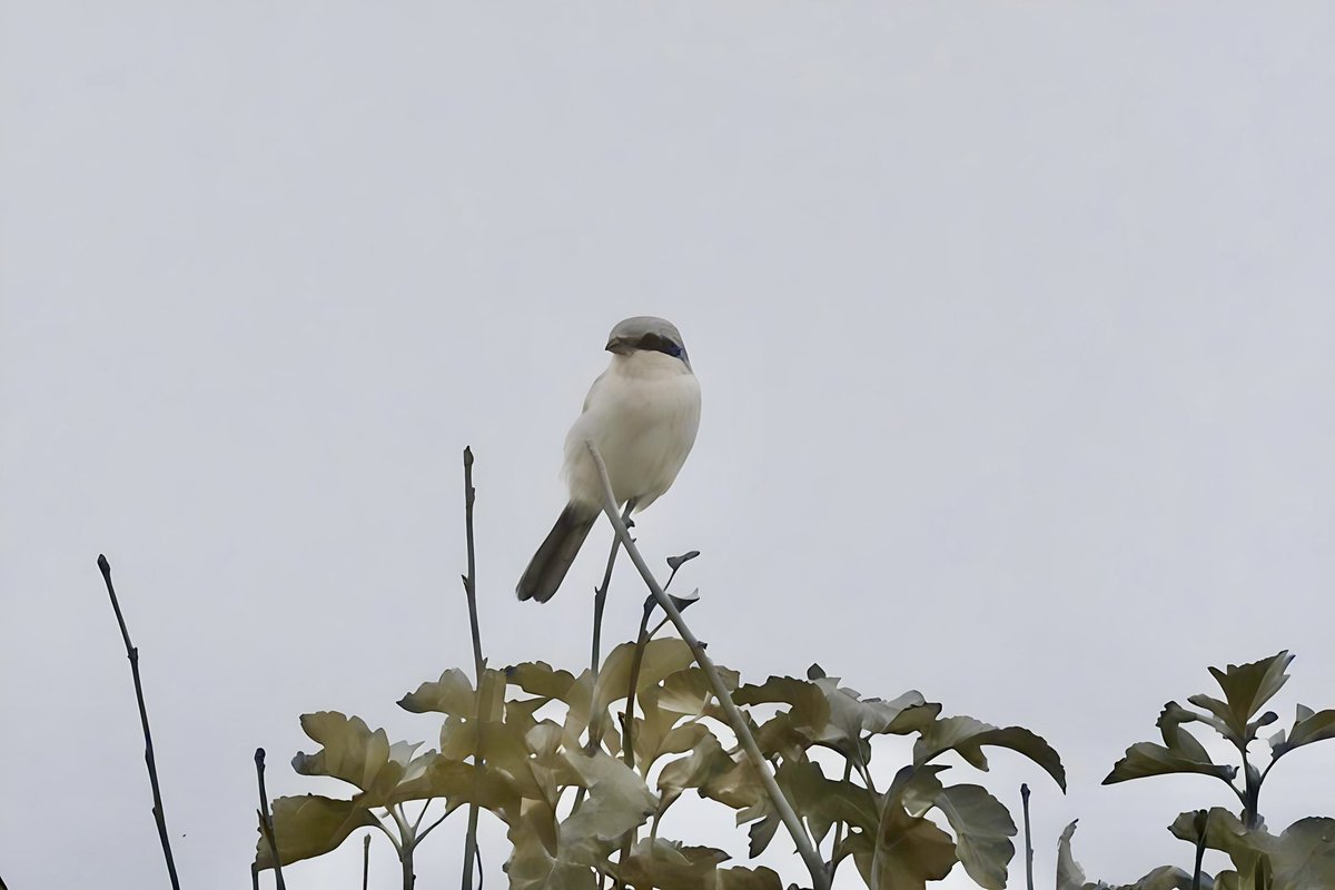 JStockil's tweet photo. Great Grey Shrike at Hartlepool Headland this evening. 

@teesbirds1 @SLArchive https://t.co/qHdRiv33gH