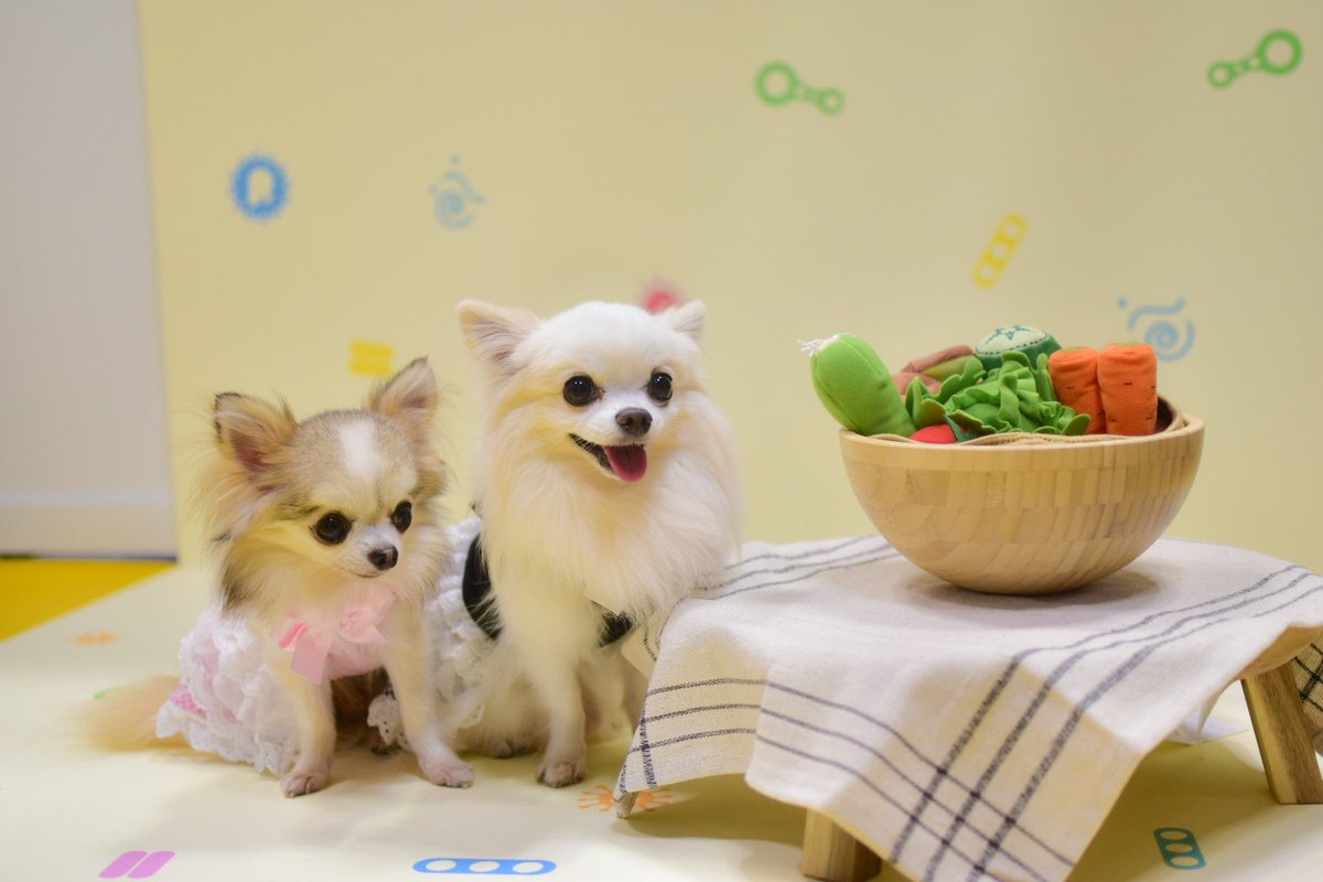 Mare_0328's tweet photo. インターペット大阪✨️
犬猫の腸内フローラの諸々を今から頑張るらしい（笑）会社。 https://t.co/8ubHCYVxuu